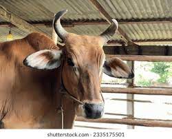  discounted price range
young calves r2500 t  in Bela-Bela