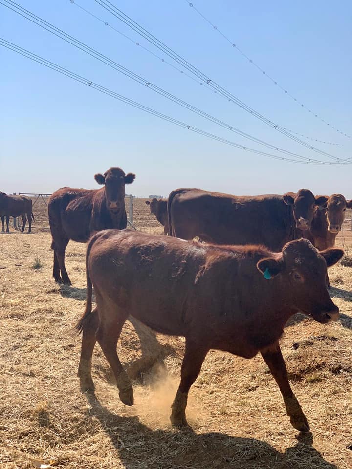  bonsmara cattle
bonsmara cattle for sale
b  in Durban