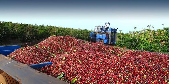  product: the green coffee beans (arabica cof  in Vanderbijlpark