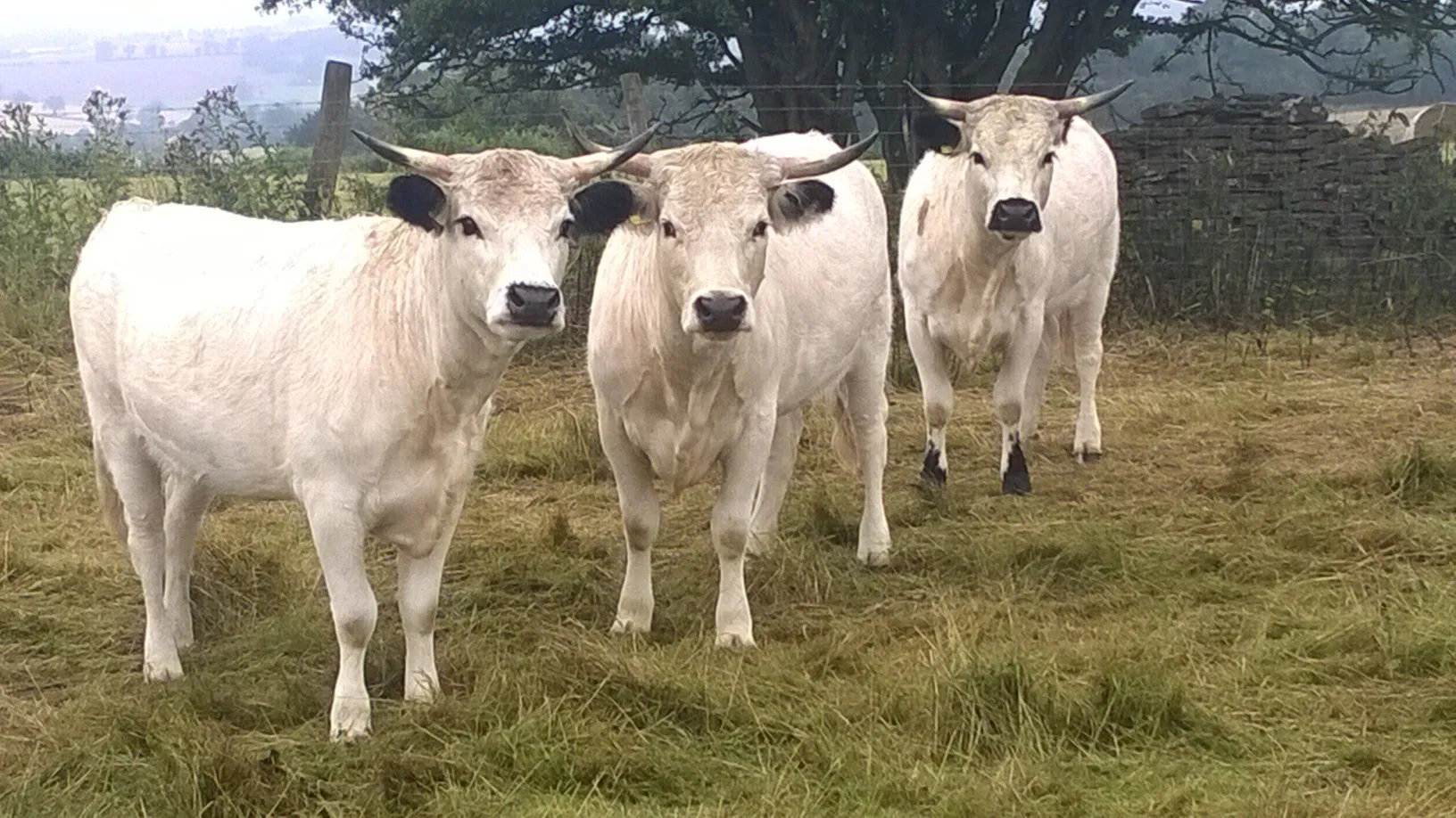  discounted price range
young calves r4000 t  in Bela-Bela