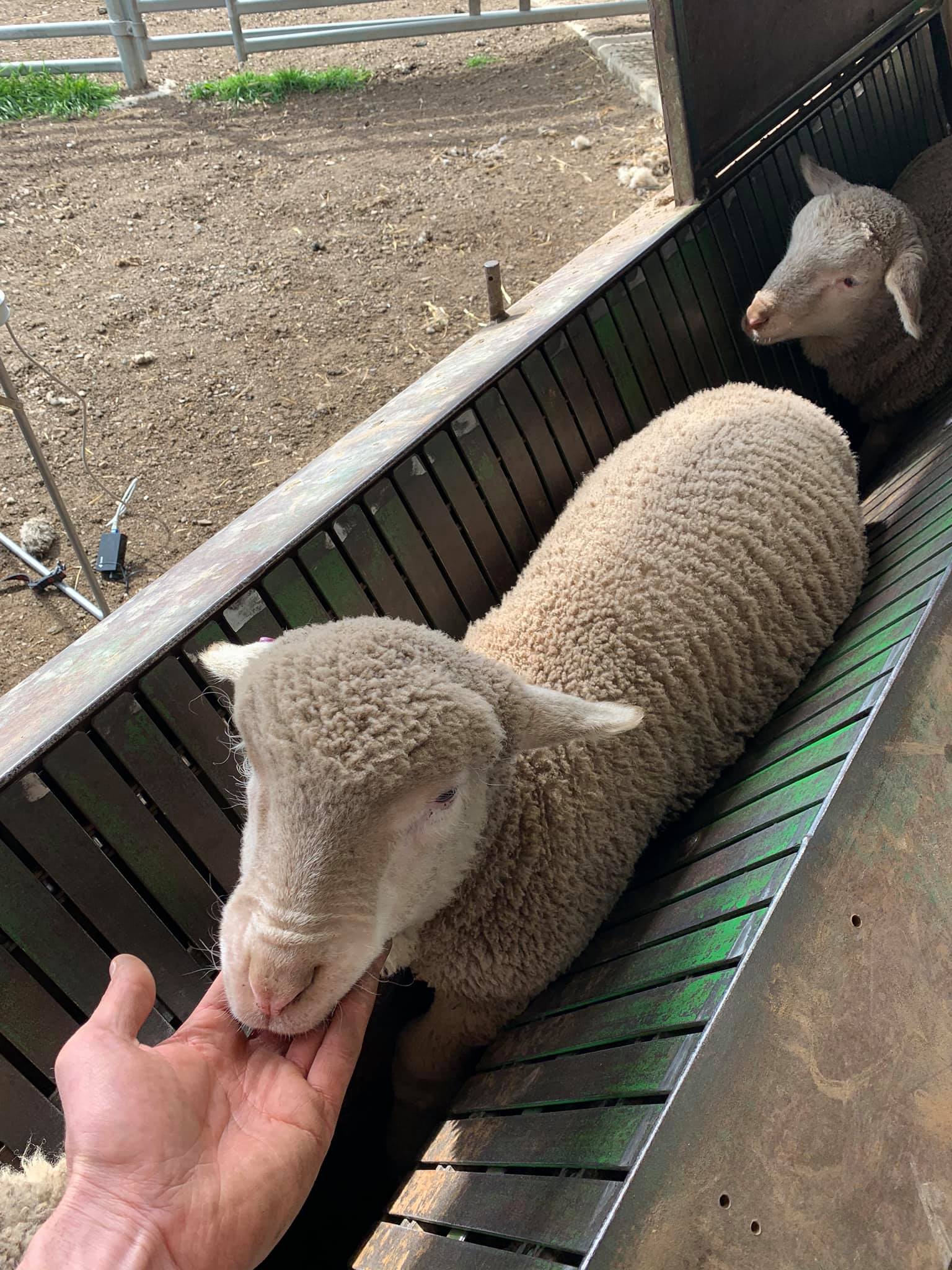 merino sheep
merino sheep for sale
merino in East London