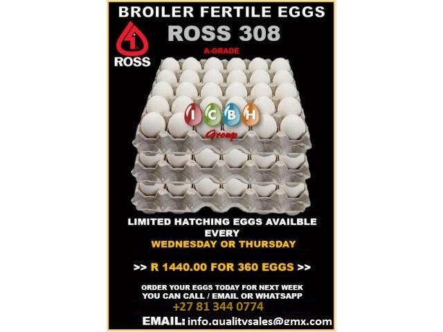  a grade day old broiler chicks
a-grade ross  in Brits