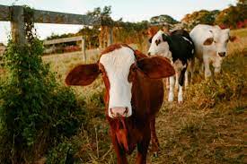  discounted price range
young calves r2500 t  in Bela-Bela