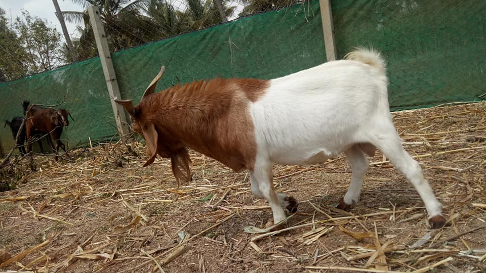  boer goats for sale
boer goats supplier
bo  in Durban