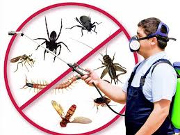 jt solution offers comprehensive pest contro in Northcliff