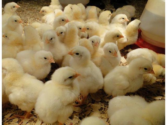  a grade day old broiler chicks
a-grade ross  in Brits