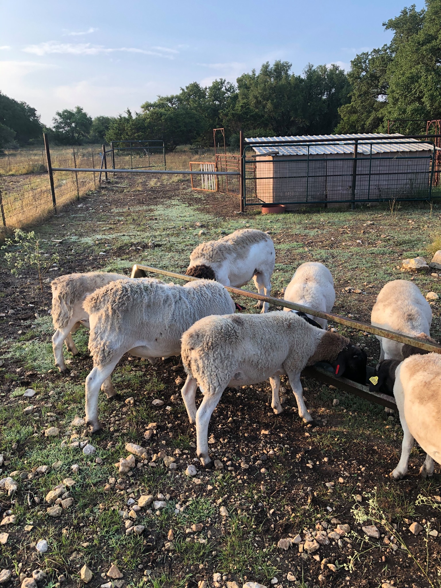 dorper sheep
dorper sheep for sale
dorper in St Francis Bay