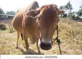  discounted price range
young calves r2500 t  in Bela-Bela