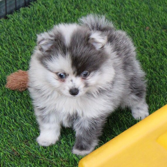  adorable pomeranian puppies available! fluff  in Cape Town