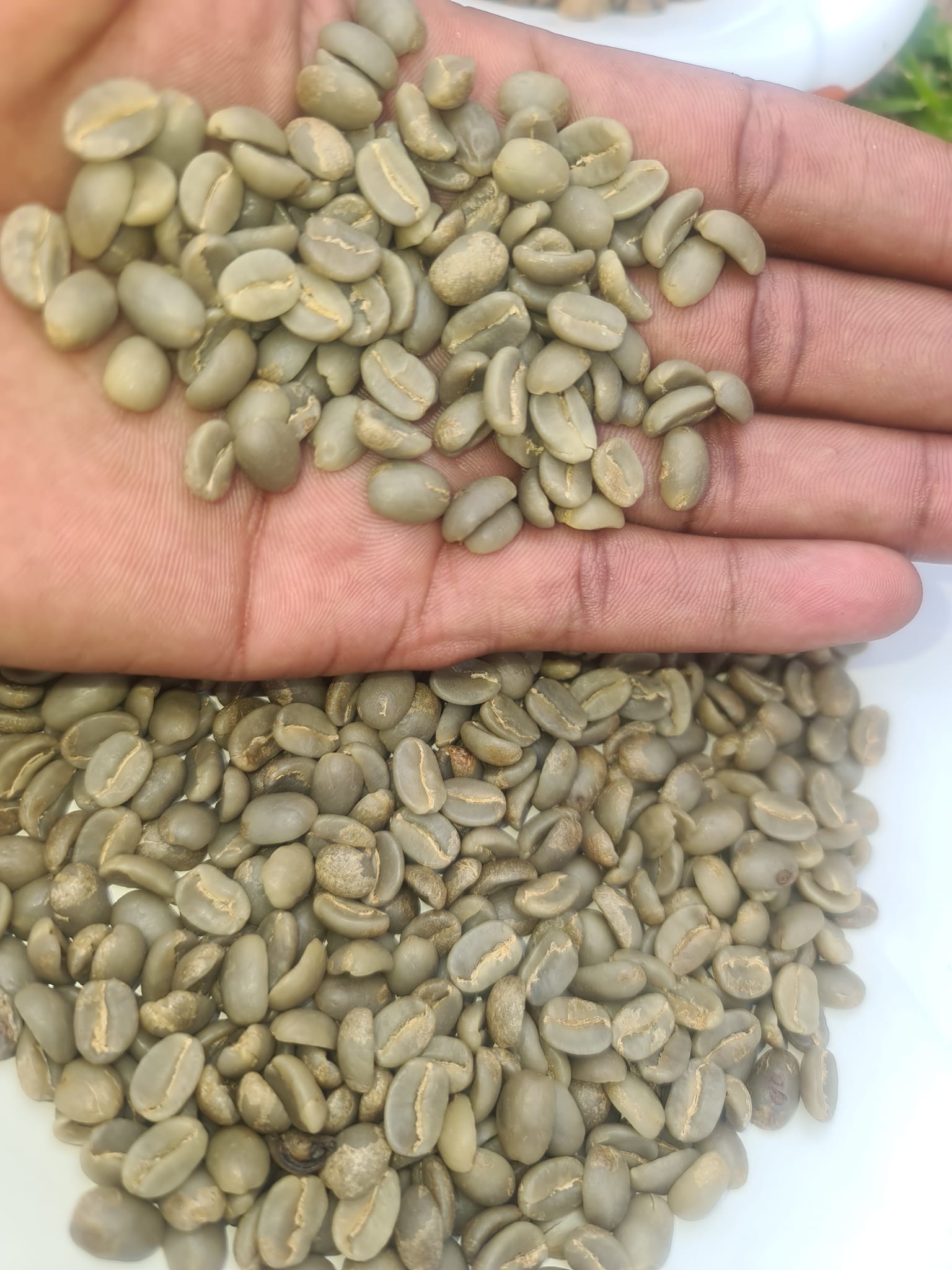 looking for top-quality ugandan robusta and in Durban