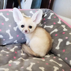 3 FENNEC FOX (100% DOMESTICATED) 3 FENNEC FOX ... 19