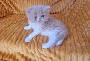 LOVELY BRITISH SHORTHAIR KITTENS,RAGDOLL AND P... 8
